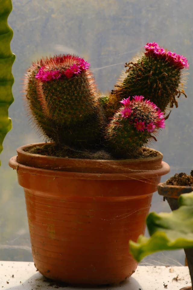 Mammillaria