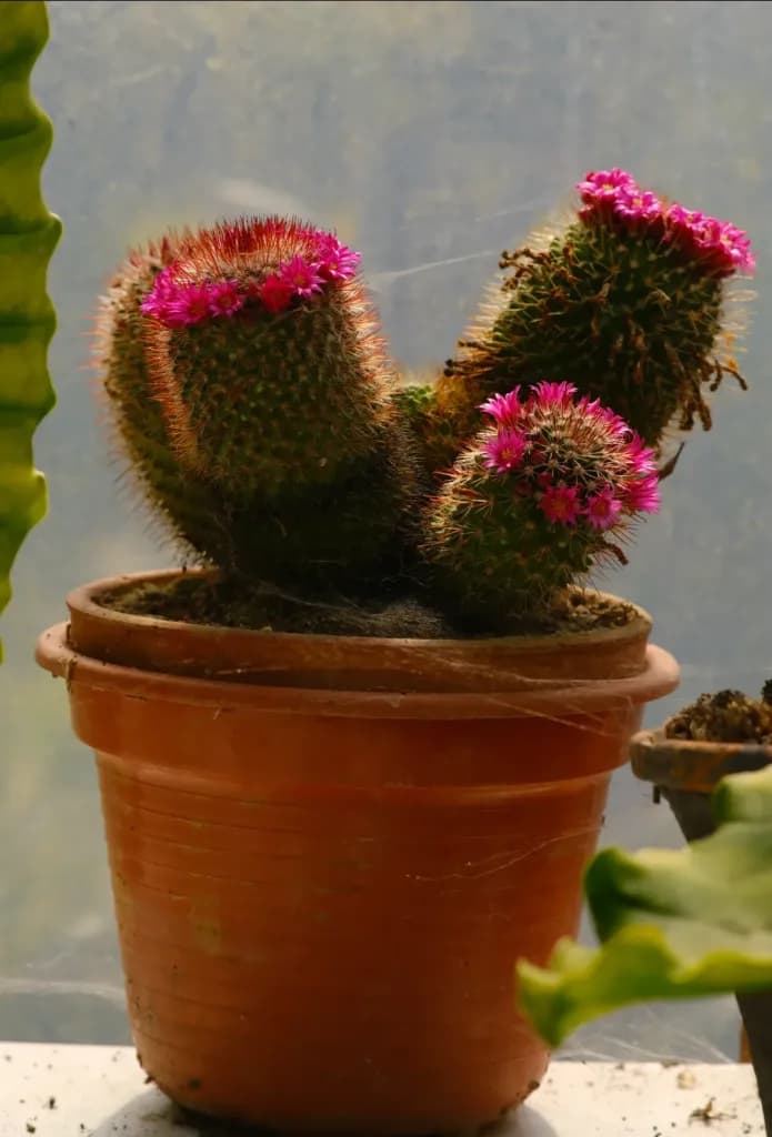Cactus cabeza roja