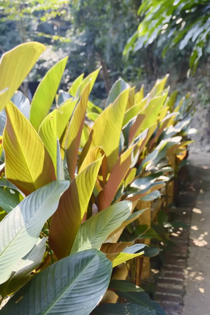 Cuban wax palm