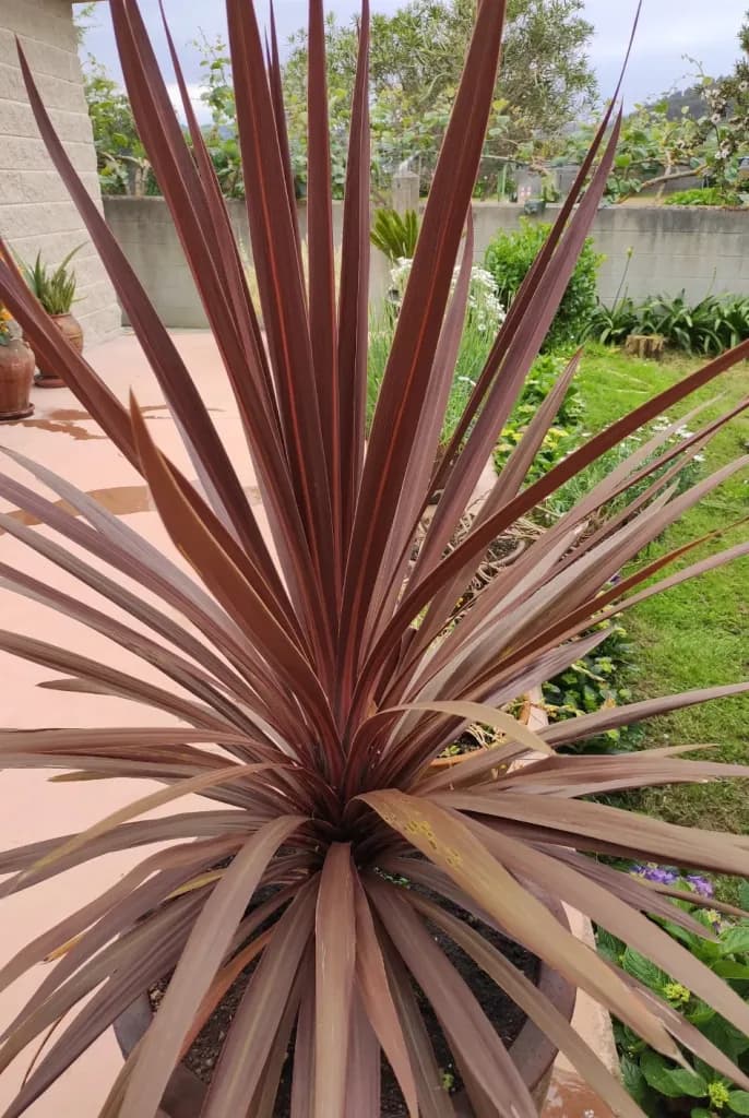 red dracaena
