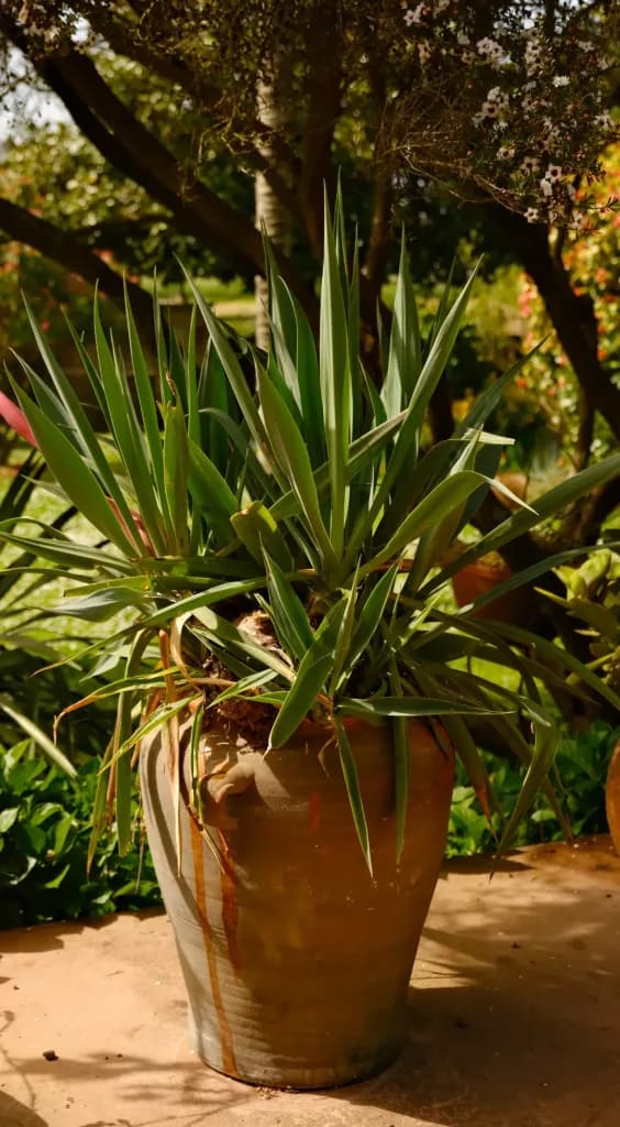 Yucca de interior