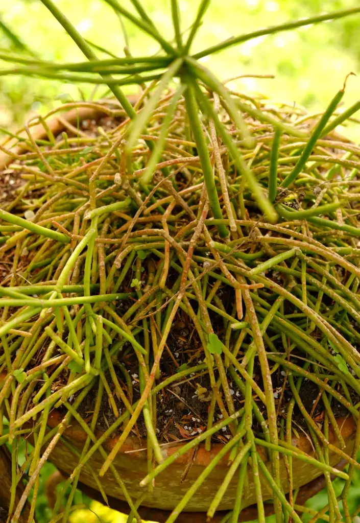 Estrés hídrico y falta de nutrientes en Árbol de dedos
