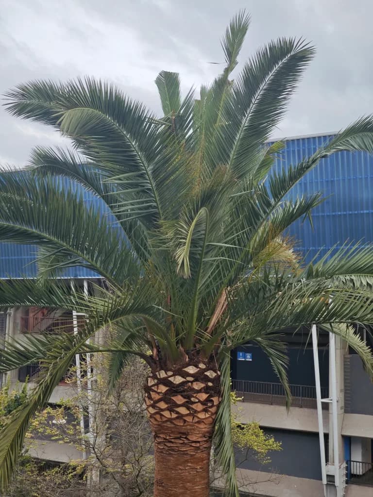 Canary Island Date Palm