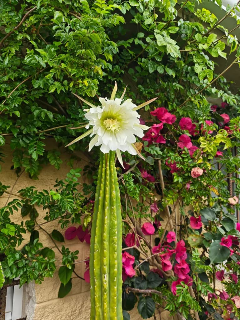 Cactus San Pedro
