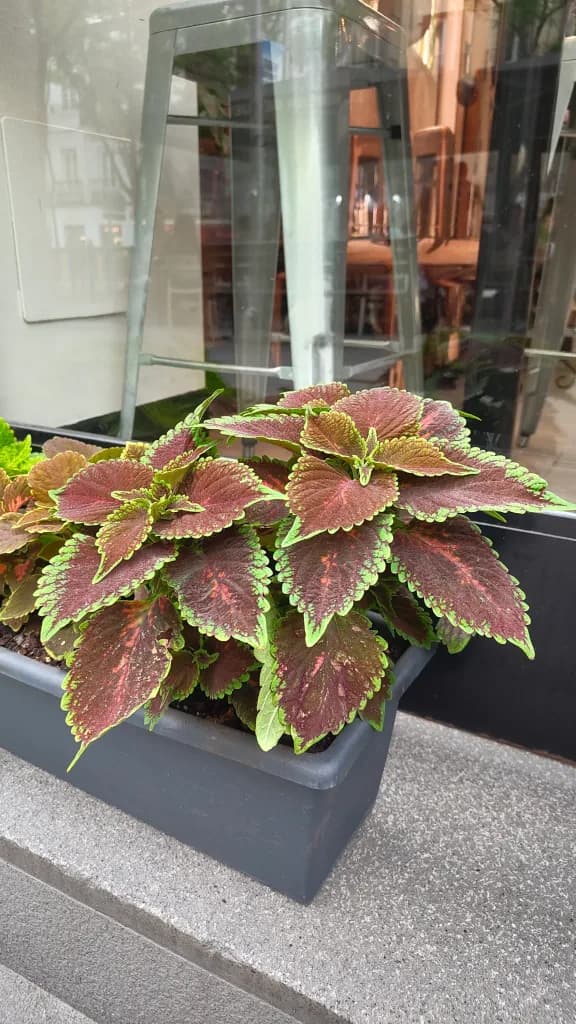 Garden Coleus
