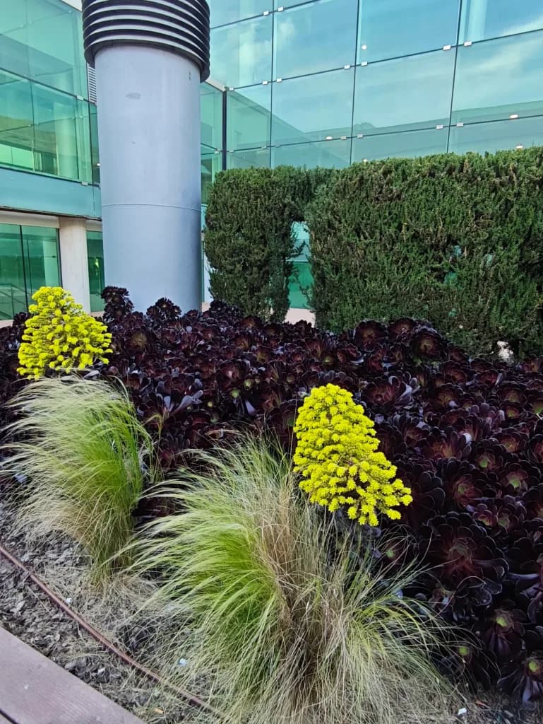 Black Aeonium