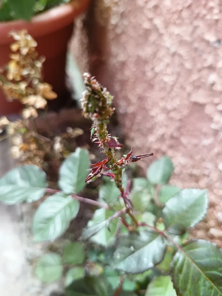 Green rose aphid (Macrosiphum rosae) en Common rose