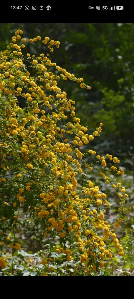 Japanese Kerria