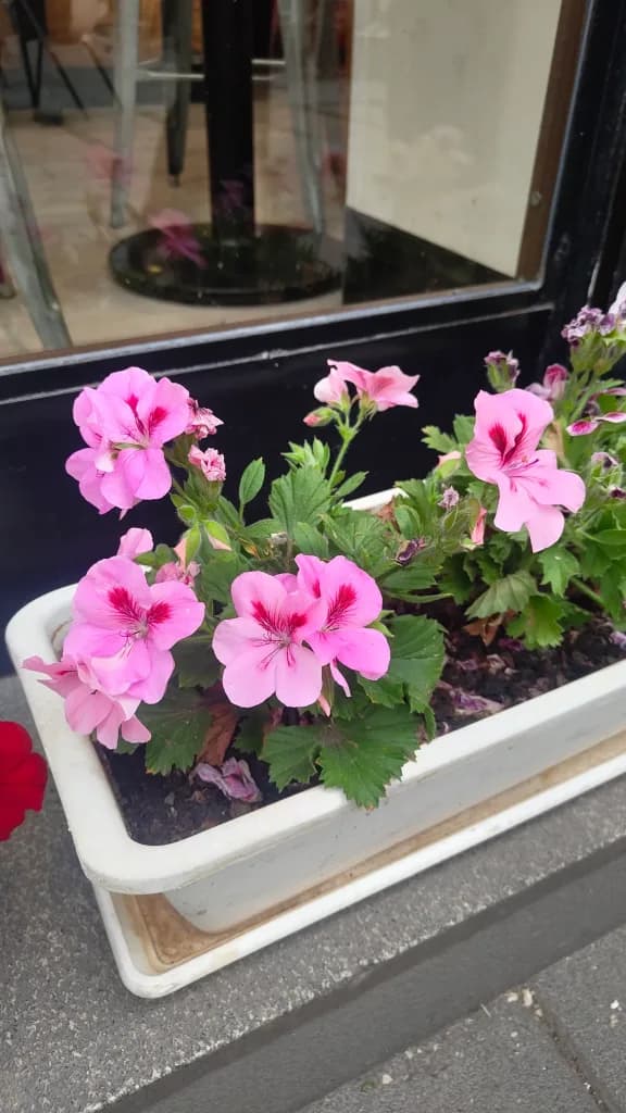 Zonal Geranium