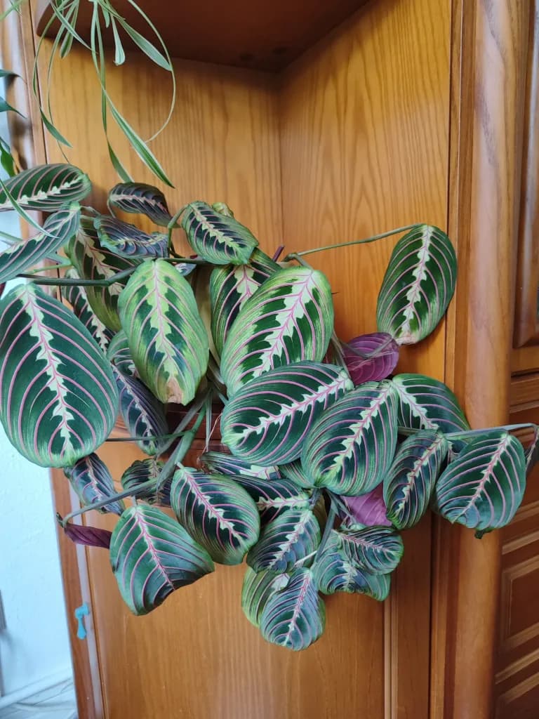 Prayer Plant (Red Maranta)