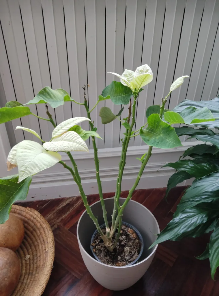 Flor de Pascua