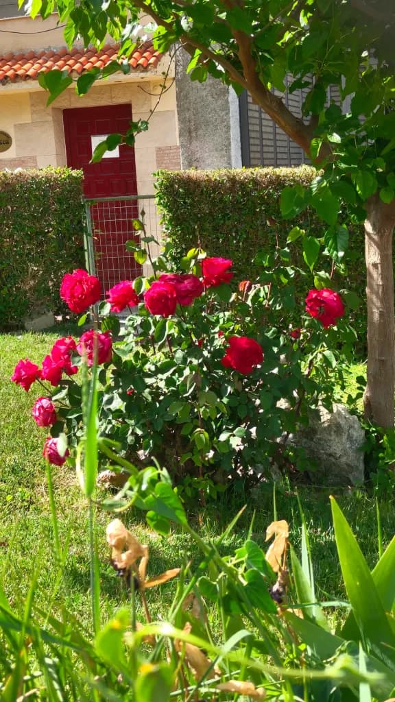 Rosal rojo