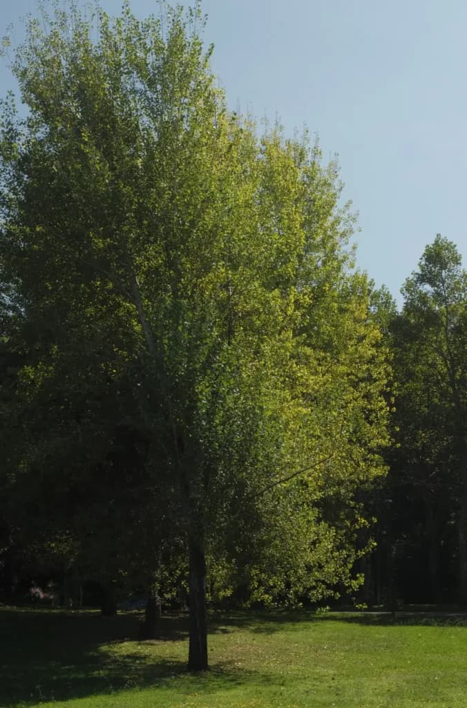 Black poplar