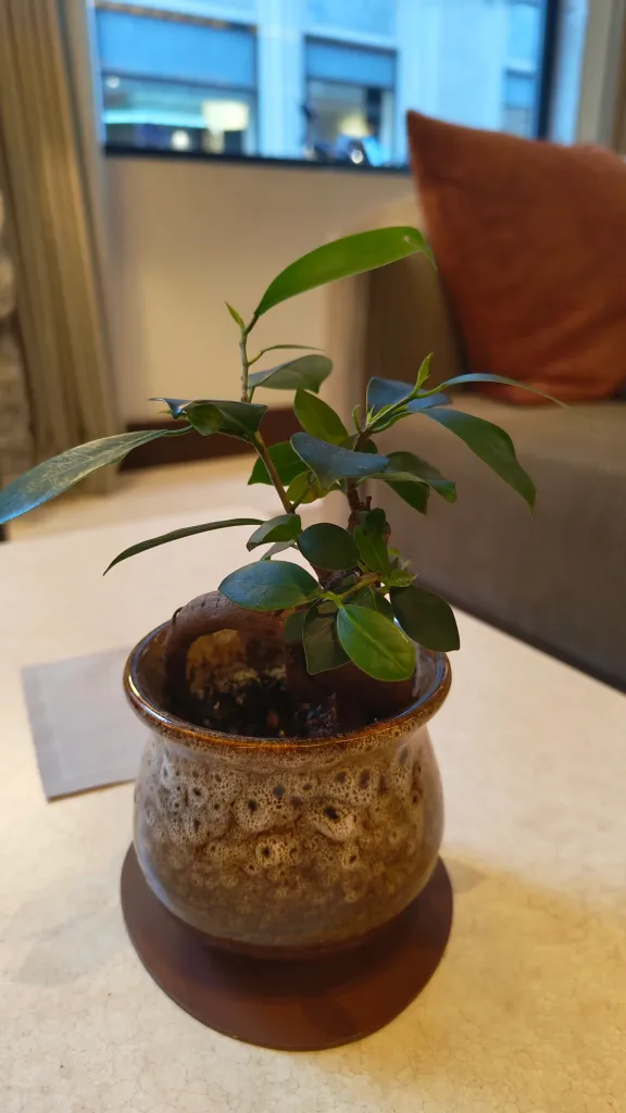 Ficus ginseng