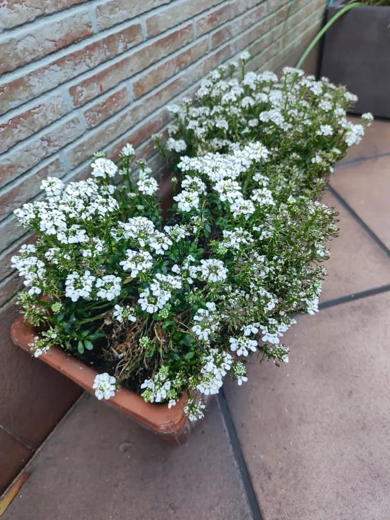 Carraspique blanco