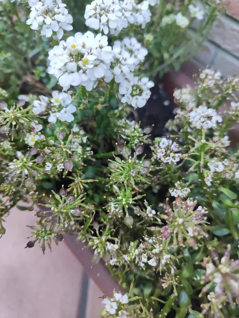 Senescencia post-floración y acumulación de restos húmedos en Carraspique blanco