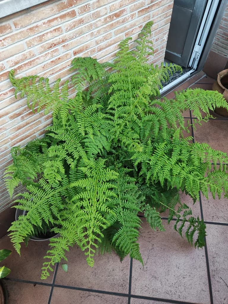 Bracken fern