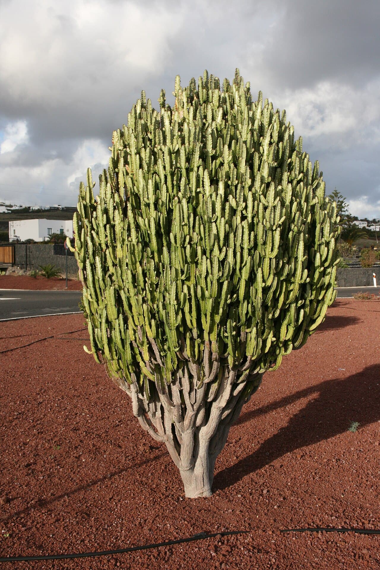African milk tree