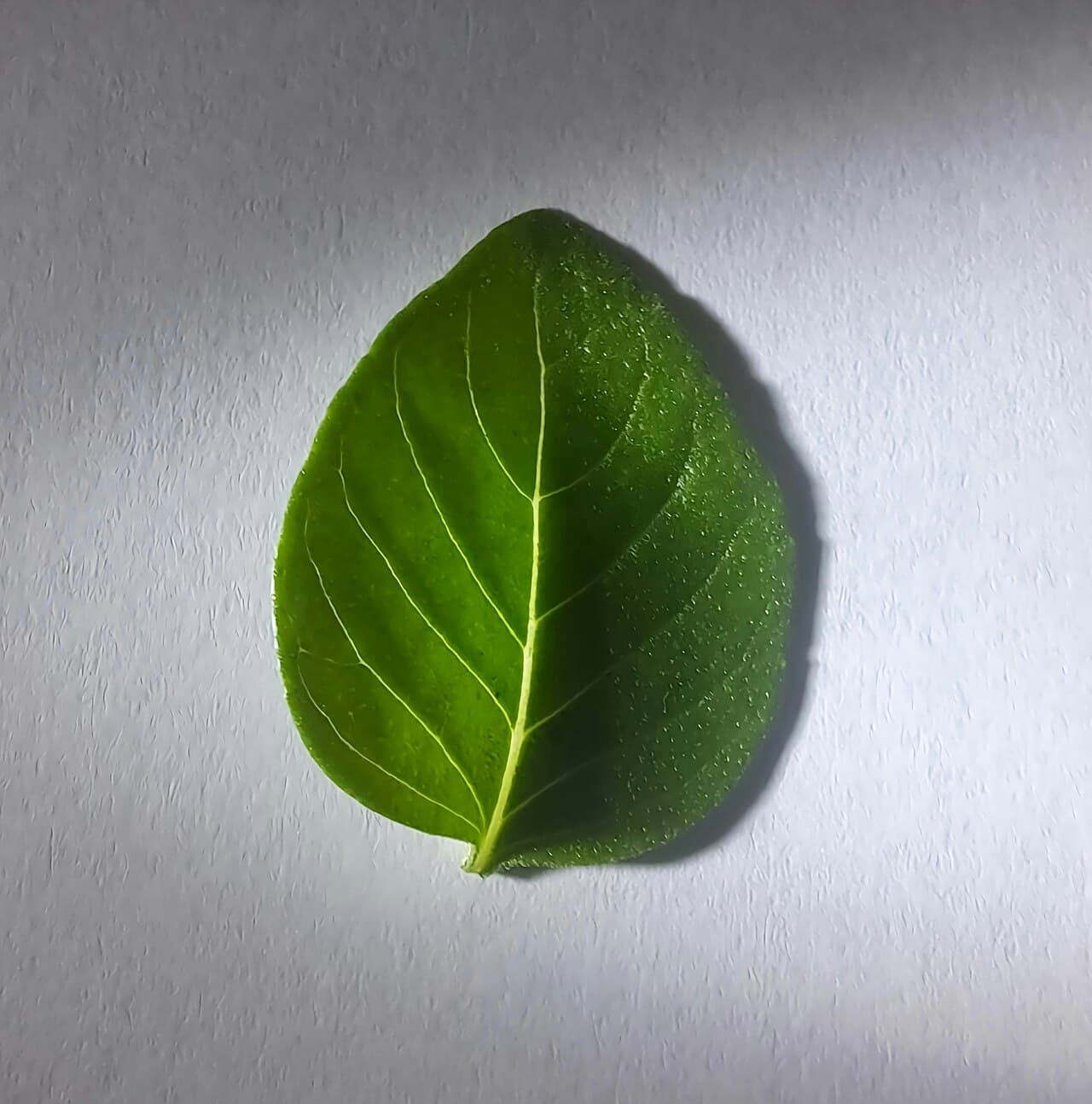 Albahaca