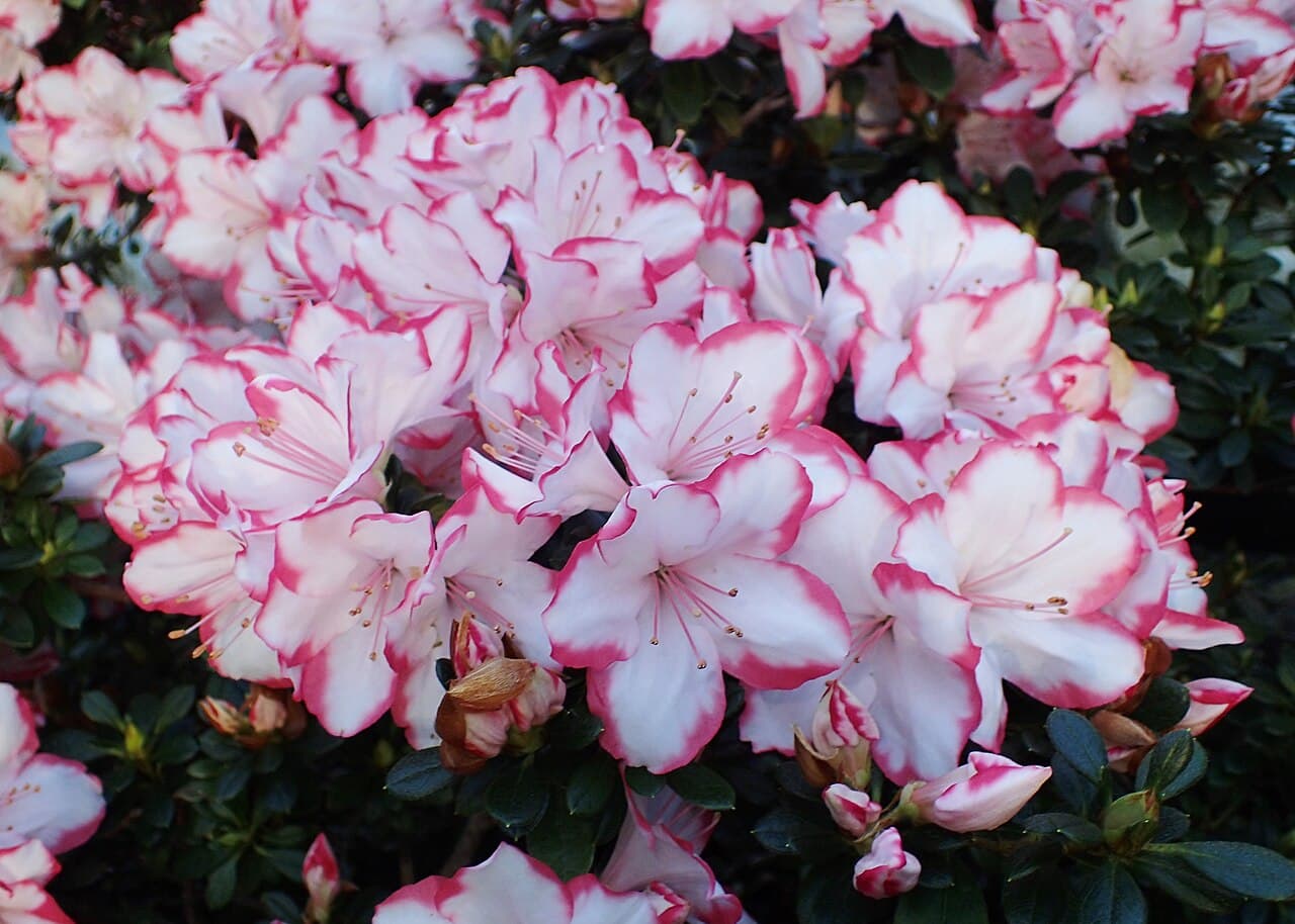 Azalea