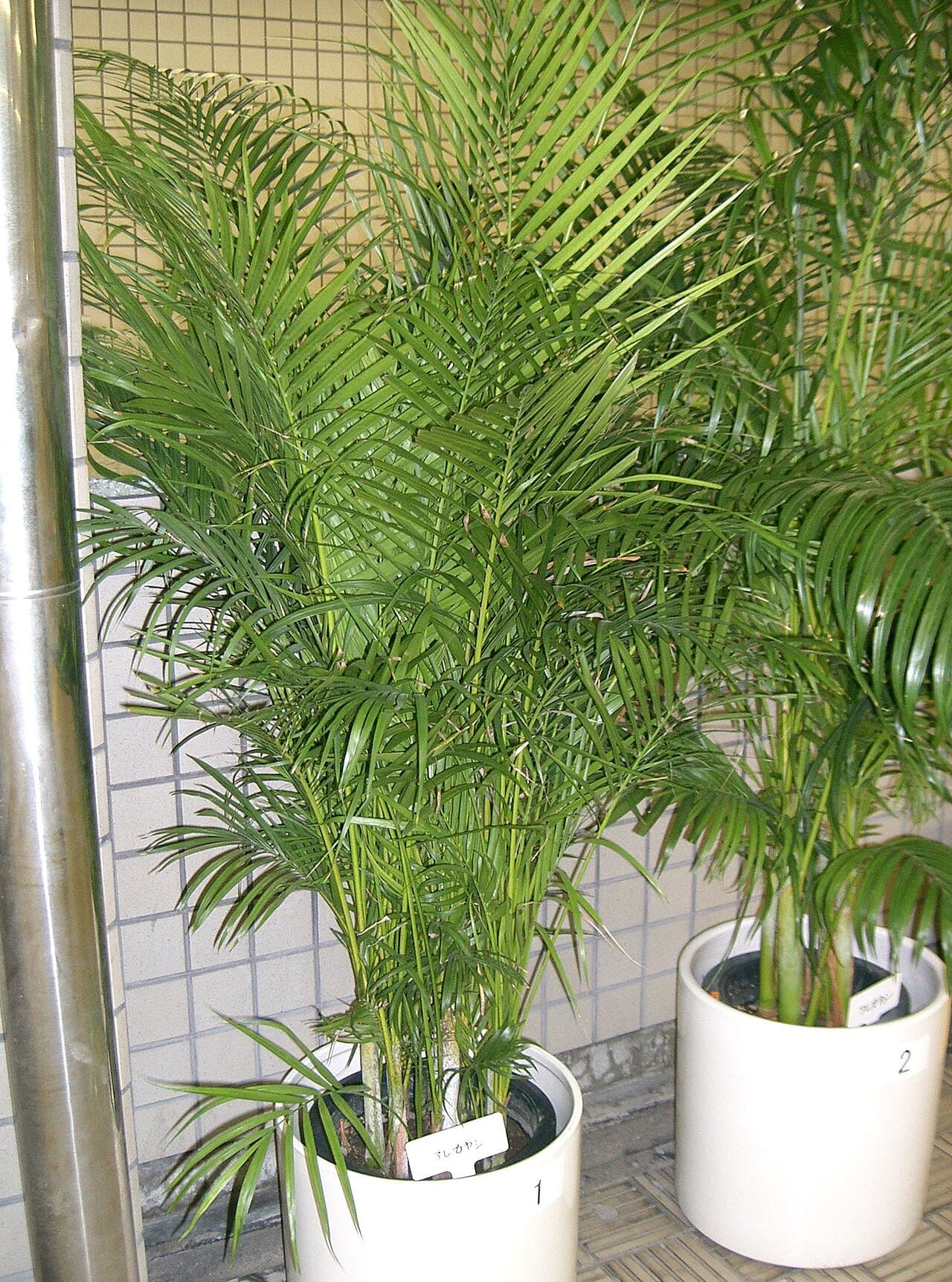 Areca palm