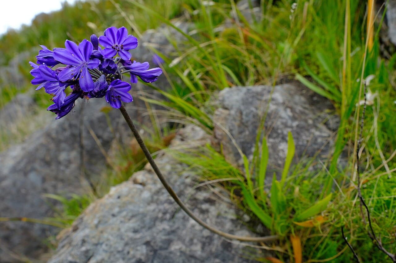 African lily