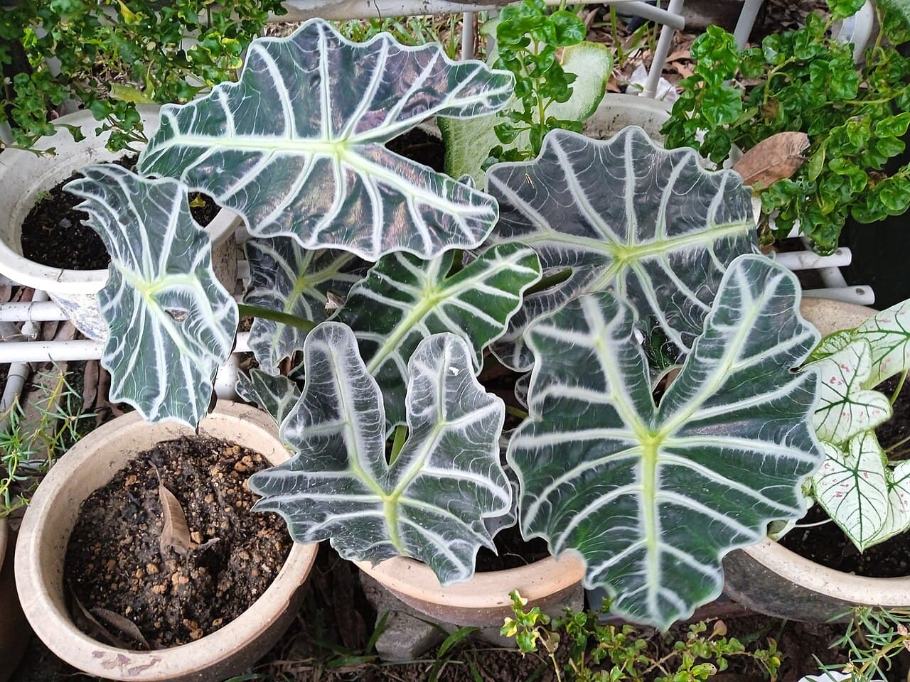 African mask plant