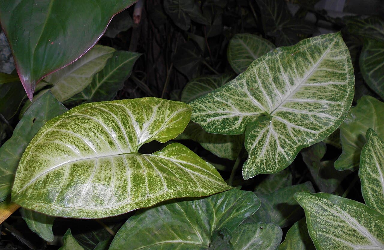 Arrowhead plant