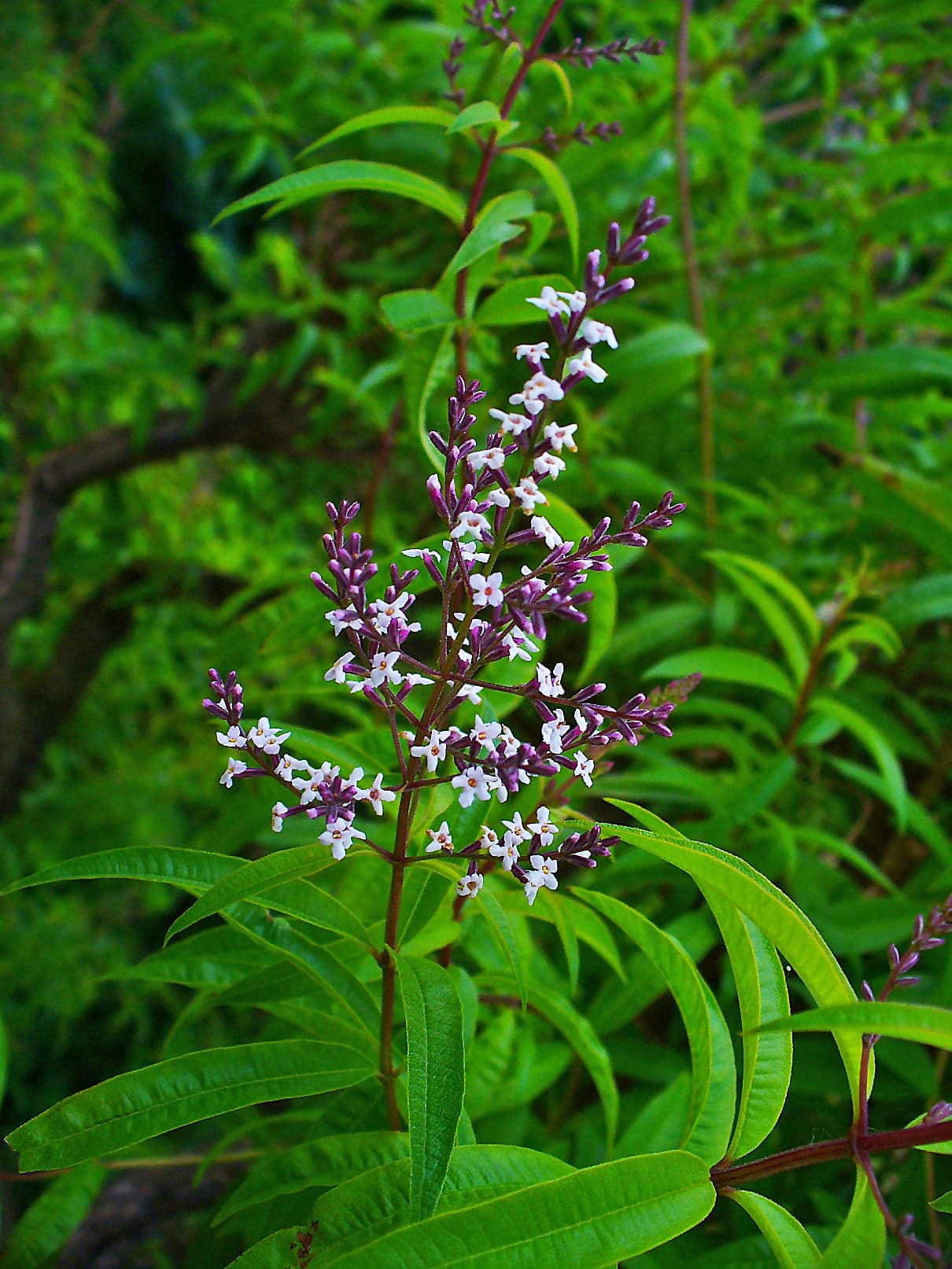 Lemon verbena