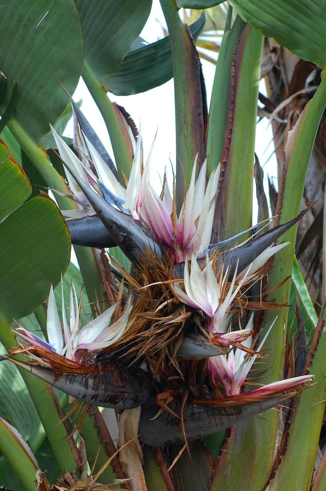 White bird of paradise