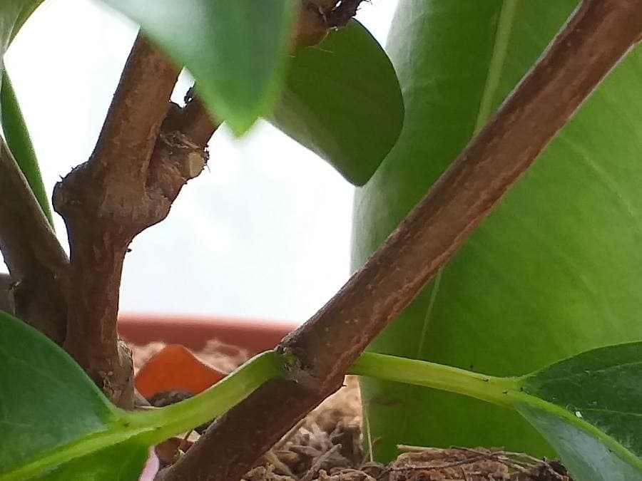 Brazilian jasmine