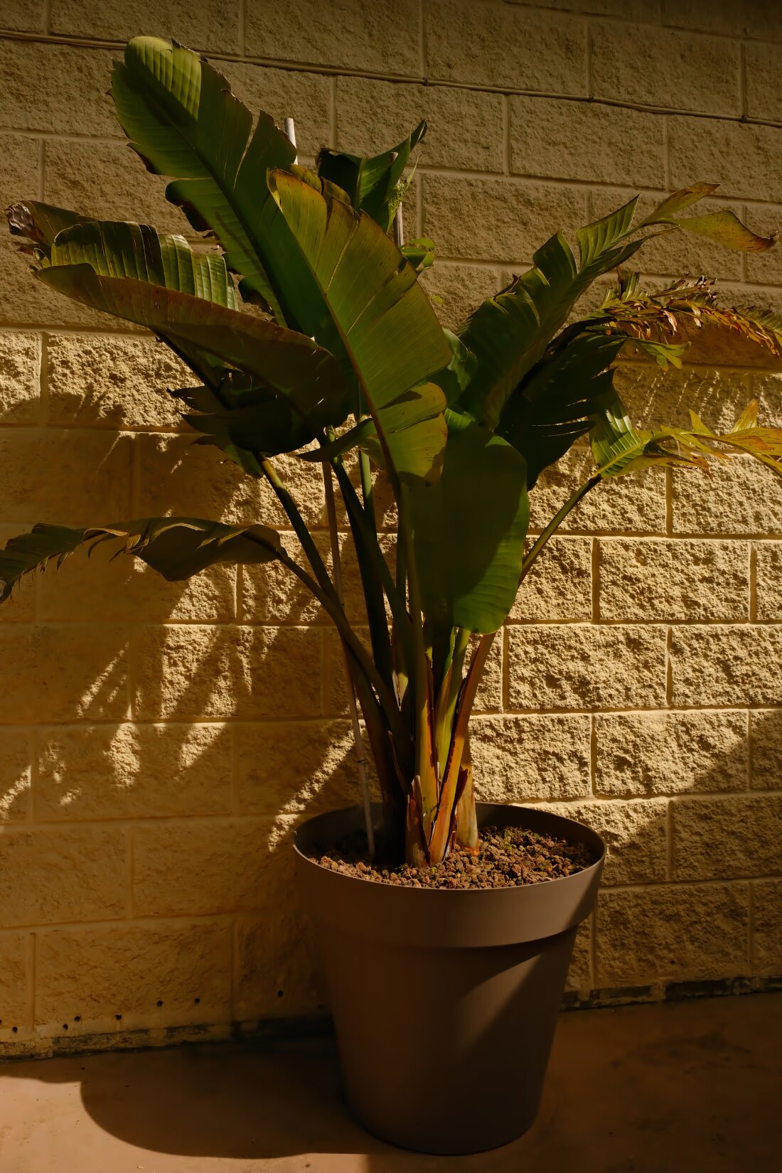 Planta sana analizada con Florami